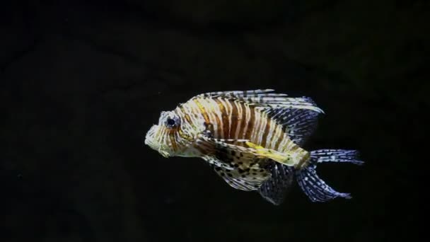 Duivel firefish dicht bij — Stockvideo