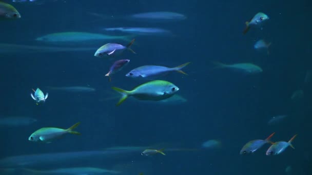 Peces en el agua azul — Vídeos de Stock