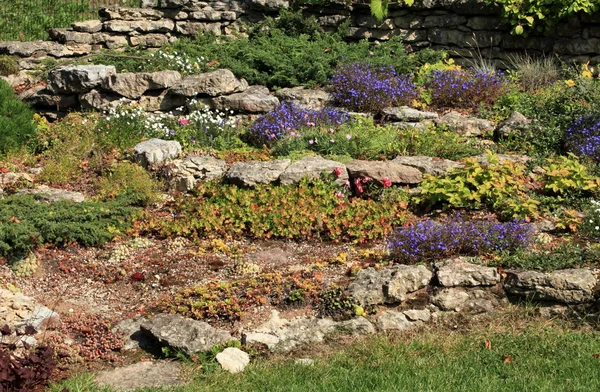 Blommor på klipporna — Stockfoto