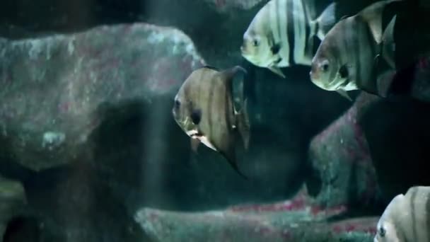 条纹的斑马鱼 — 图库视频影像