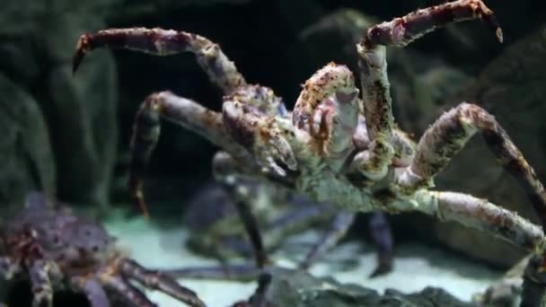 Reusachtige krab closeup — Stockvideo