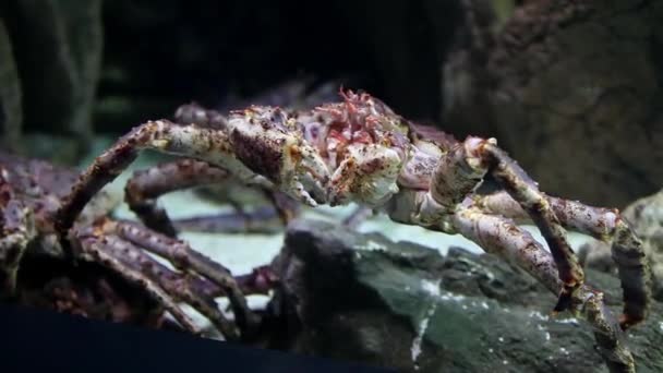 Krab mořská příšera — Stock video