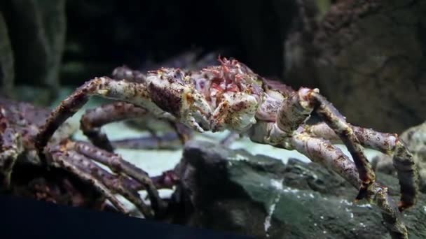 Crab sea monster — Stock Footage Crab sea monster Stock Footage