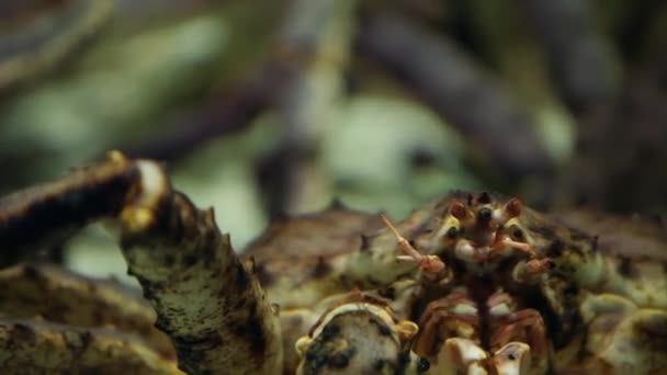 Jaws of a giant crab — Stock Video