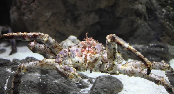 Jaws of a giant crab — Stock Photo, Image