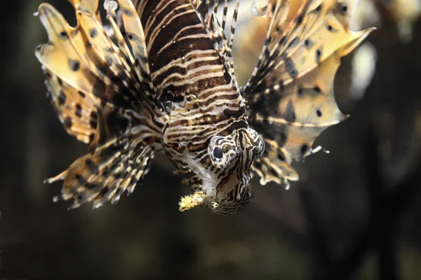 Eyes fish lionfish — Stock Photo, Image