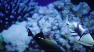 Hint triggerfish ve maskeli kirpi balığı