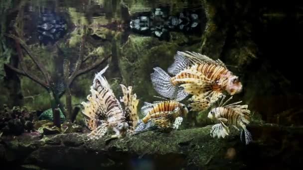 Leeuwenvis in een aquarium — Stockvideo
