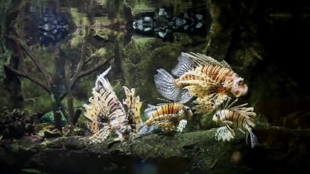 Pesce leone in un acquario — Video Stock