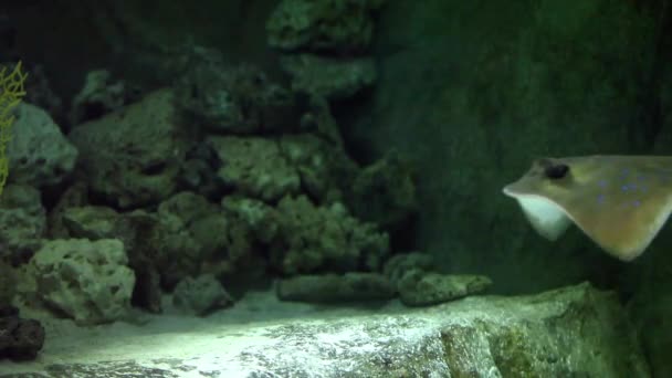 Stingray vliegen onderwater — Stockvideo