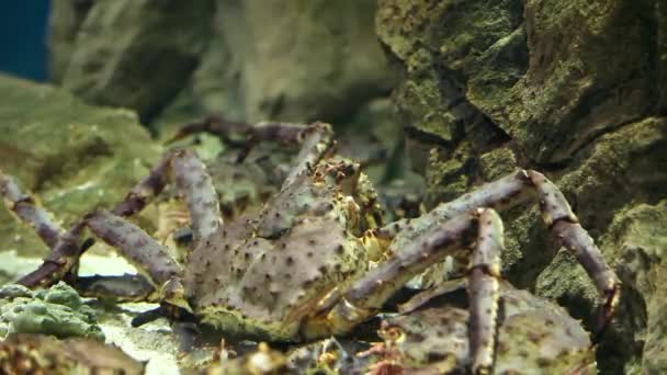 Giant Japanese spider crab — Stock Video