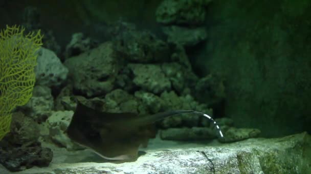 黄貂鱼在深处飞 — 图库视频影像