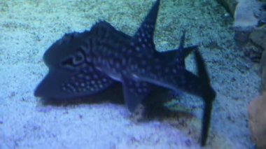 Bowmouth gitarbalığı