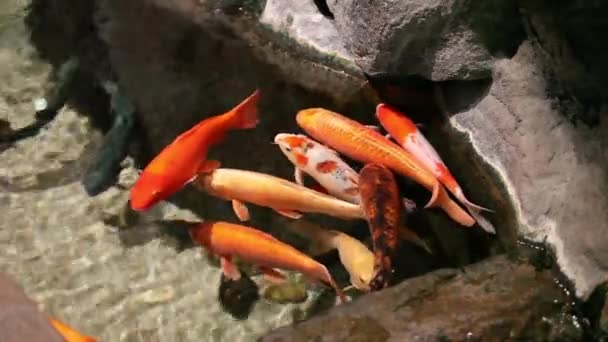 Röd Koi karp — Stockvideo