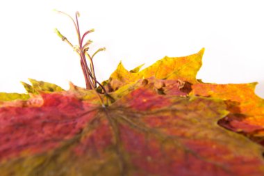 Sonbaharın sembolü olarak bir akçaağaç yaprağı yığını. Kapat.