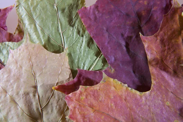 Warme Farben Des Herbstes Ahornblätter Als Hintergrund — Stockfoto