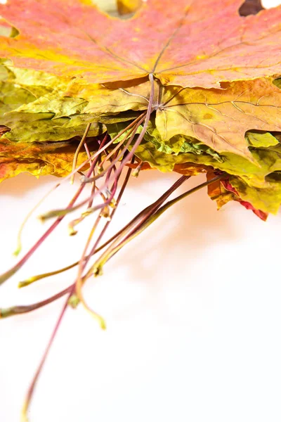 A stack of maple leaves as a symbol of autumn. Close up