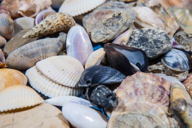 Deniz kıyısı. Çakıl taşı plajı. Küçük renkli deniz taşları.