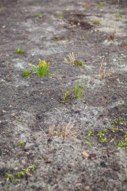 Bahçe işleri konsepti. Genç bir çiçek bahar topraklarında yaşamaya başlar.