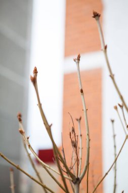 İlkbaharda bir ağacın ince dalları, yeni yapraklar filizlenir.