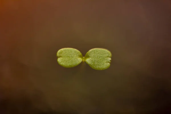 Etçil bir bitki tomurcuğunun makro fotoğrafı