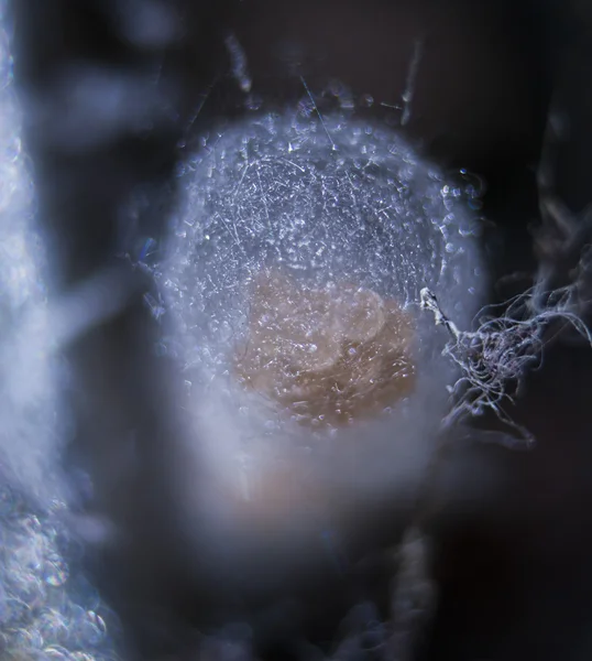 Spider yumurta