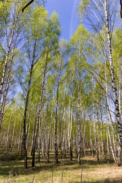 Весенняя береза со свежими зелеными листьями — стоковое фото