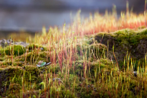 Close-up de um musgo colorido com esporos . — Fotografia de Stock