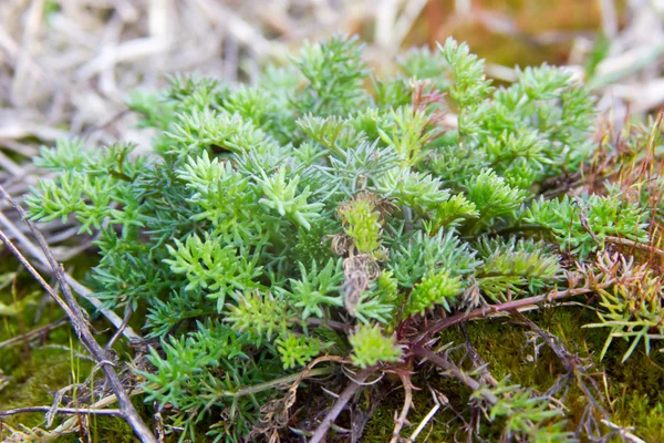 Close-up of a colorful moss with spores. — Stock Photo, Image