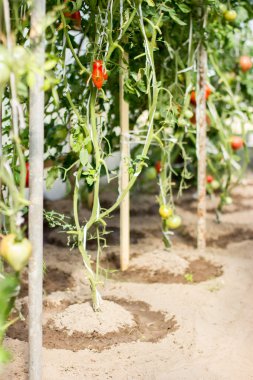 Bir serada büyüyen olgun domates.