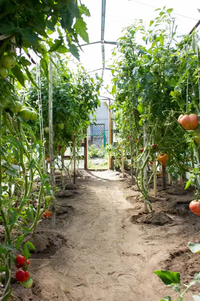 Ώριμες ντομάτες καλλιέργεια σε θερμοκήπιο. — Φωτογραφία Αρχείου