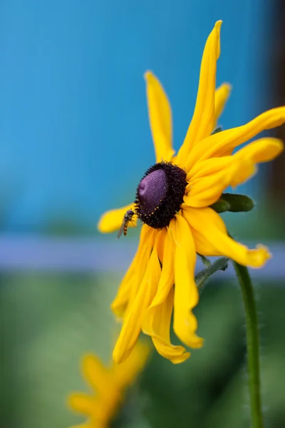 Yellow flowers with a black heart — Stock Photo, Image