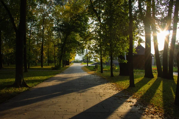 Herbstbäume mit Schatten auf dem Boden. — Stockfoto