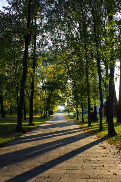 Podzimní stromy s stín na zemi. — Stock fotografie