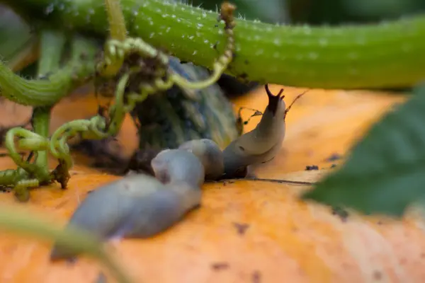 Slug crawling on a ripe pumpkin. — Stock Photo, Image