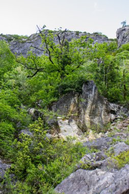 Kafkas Dağları ormanları ile kaplı.