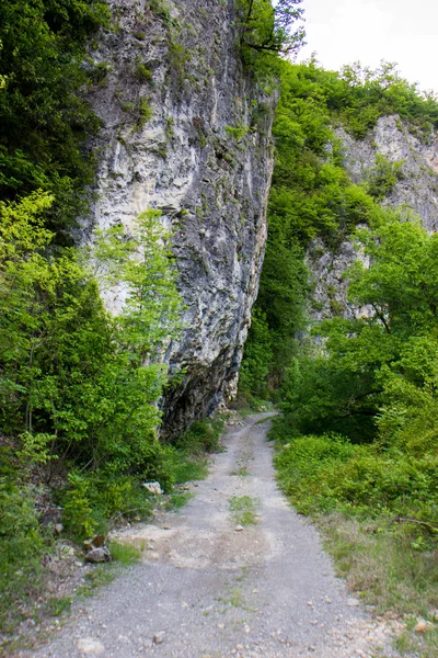 山の中の山道は — ストック写真