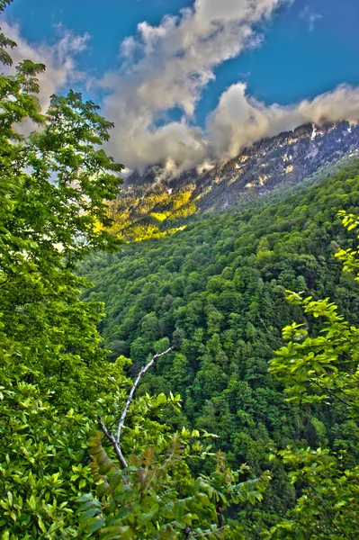 Καυκάσιος βουνά που καλύπτονται με δάση. — Φωτογραφία Αρχείου