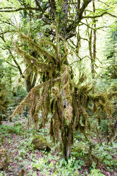 The forest covered with moss. — Stock Photo, Image