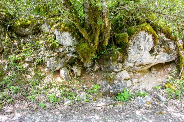 Raiz na floresta coberta de musgo . — Fotografia de Stock