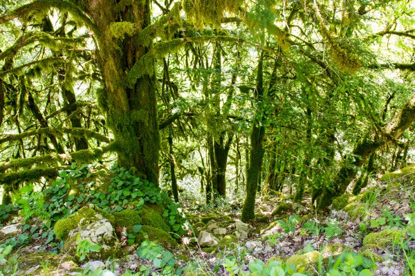 The forest covered with moss. — Stock Photo, Image