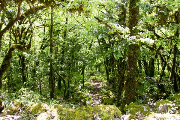 Weg in het bos bedekt met mos. — Stockfoto