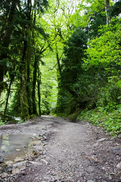 Road in a mountain forest. — Stock Photo, Image