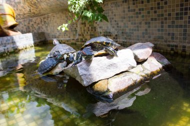 Kaplumbağalar güneşin içinde belgili tanımlık akvaryum mutlu olun.