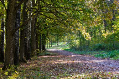 Sonbahar ormanda yol çöl