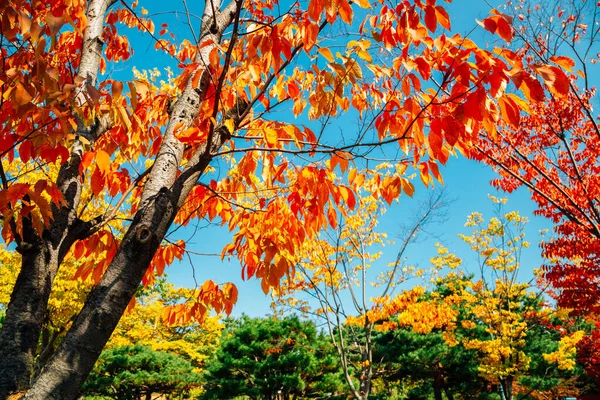 Herbst Hyowon Park Suwon Korea — Stockfoto