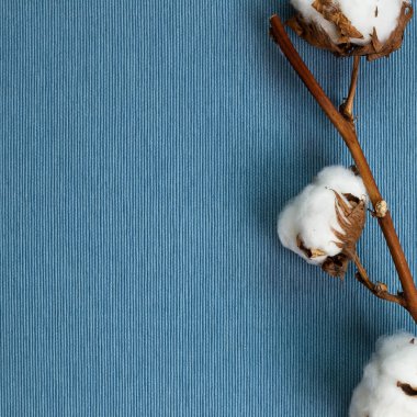 Mavi kumaş arka planda pamuk bitkisi. Üst görünüm, boşluk kopyala