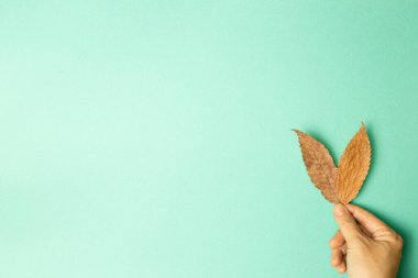 Yeşil arka planda sonbahar kuru yapraklarını tutan el. Üst görünüm, boşluk kopyala