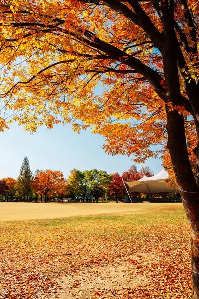 Seoul Waldpark Herbst Bunte Bäume Korea — Stockfoto