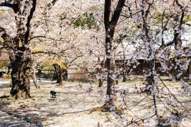 Japonya, Kyoto 'daki Toji Tapınağı' nda kiraz çiçekleri bahçesi.